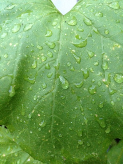 I love the color green. Water droplets on anything adds a fresh touch.